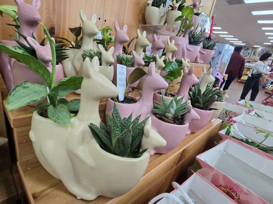 beige and pink MamaRoo Duo Miniature Plants on shelf in store