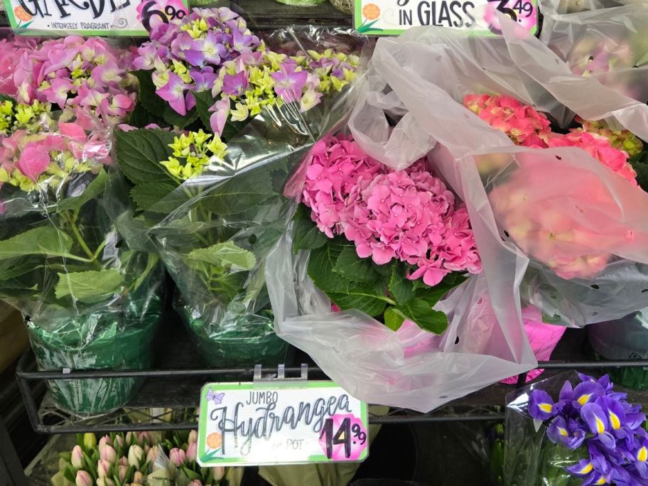 Jumbo Hydrangea Pots on display in store