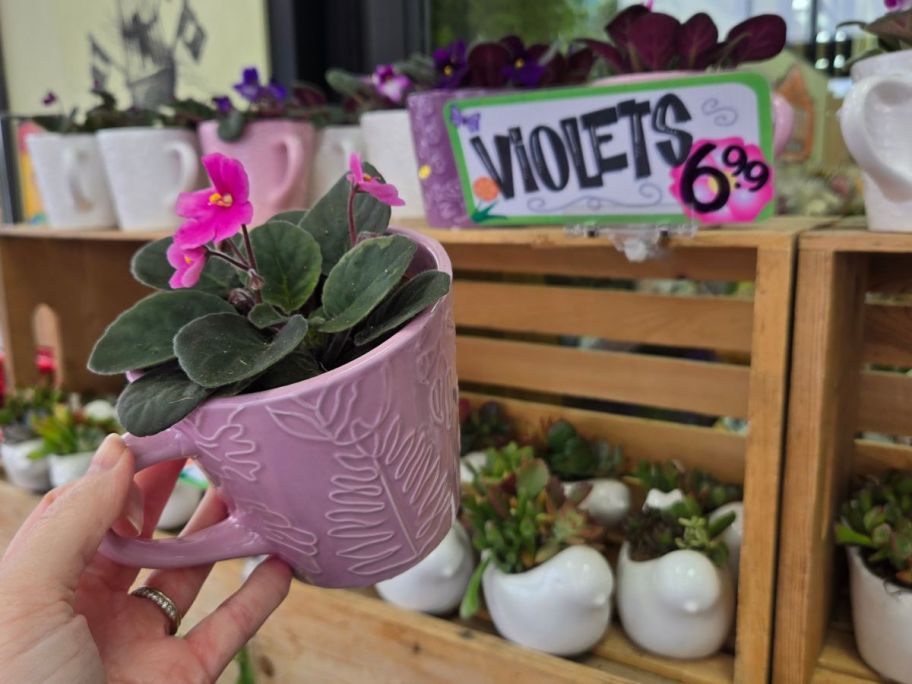 pink violet pot in hand in store