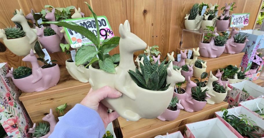 beige MamaRoo Duo Miniature Plant in hand in store