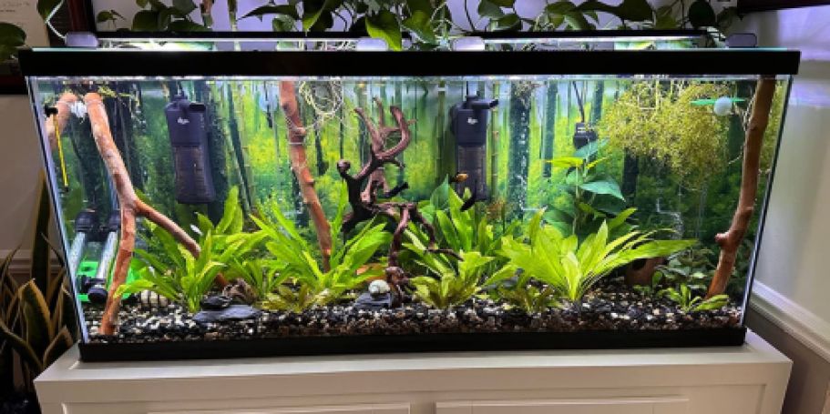 Up to 60% Off Petco Fish Tanks | 40-Gallon Aquarium Just $54.99 (Reg. $140)