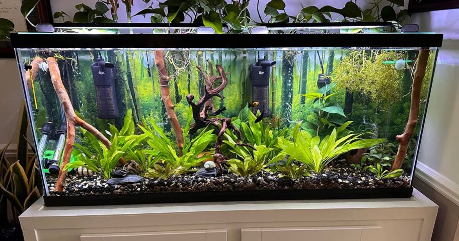 A Glass Fish Tank with aquatic life and decor inside
