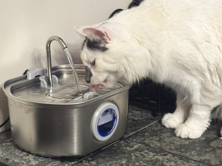 white cat drinking from water fountain