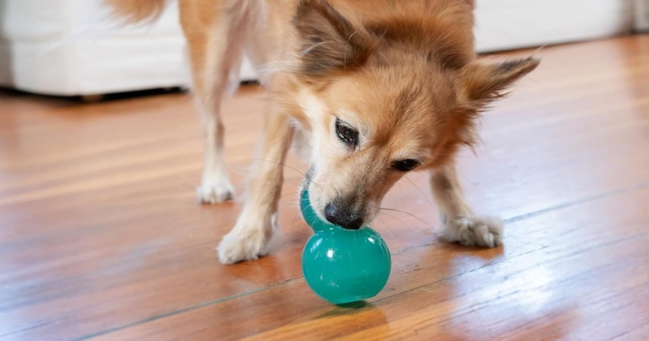 dog playing with Outward Hound Double-Tuff Interactive Treat-Dispensing Dog Toy