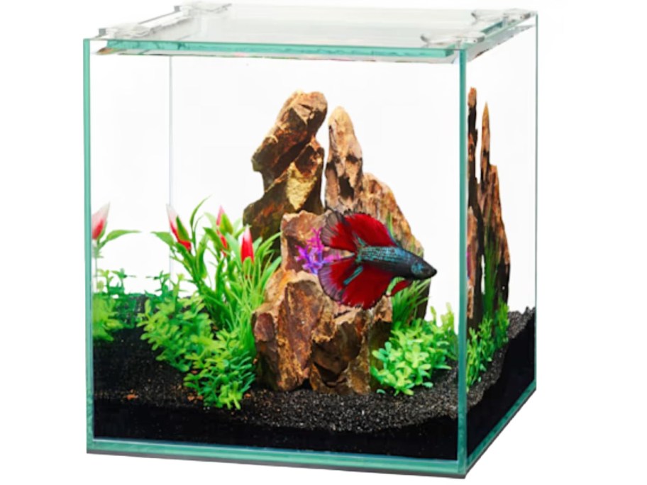 Aqueon Frameless Cube Aquarium