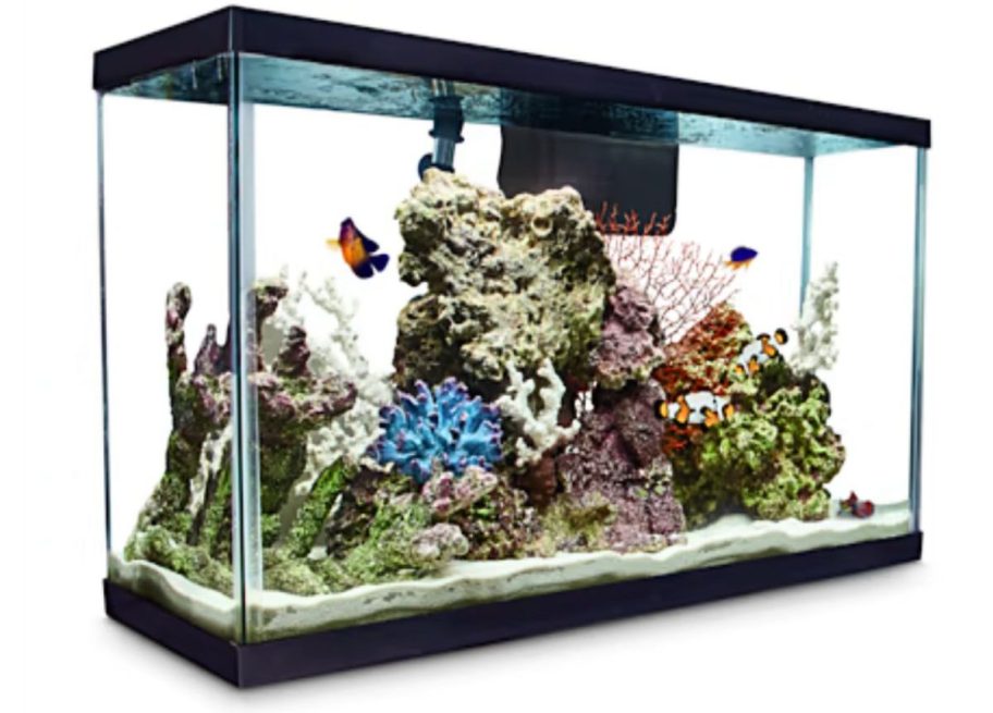 Aqueon Standard Open-Glass 29-gallon Aquarium Tank