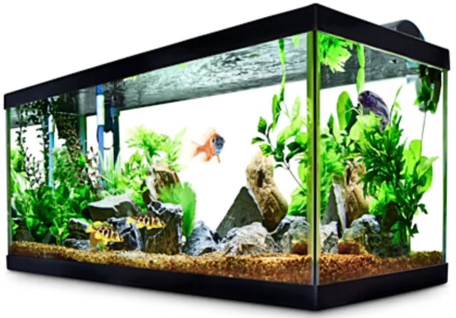 Aqueon Standard Open-Glass 40-gallon Glass Aquarium Tank