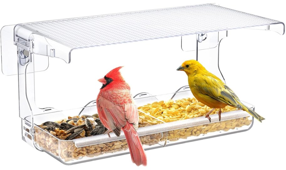 red and yellow bird sitting in bird feeder