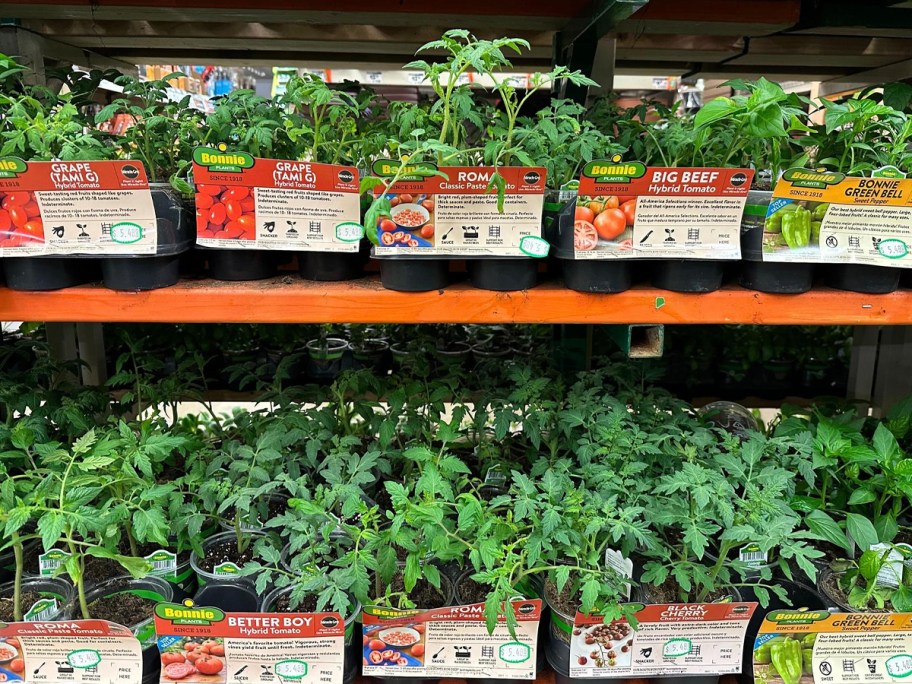 tomato plants at home depot store