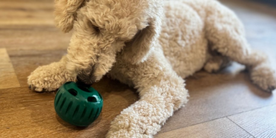 PetSmart Members Earn 5,000 Treats Points w/ $50 Purchase | Save on Unique NO-Mess Pupsicle Toys & Treats!