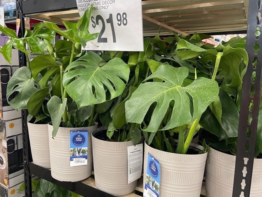 Sam’s Club Live Tropical Plants ONLY $21.98 (Monstera, Dracaena, ZZ, & More!)
