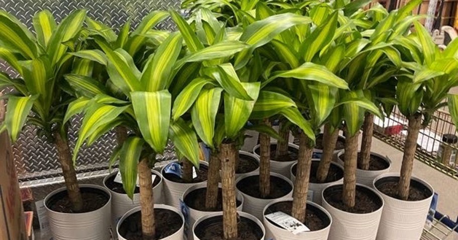 10in Assorted Tropical Plants at Sam's Club