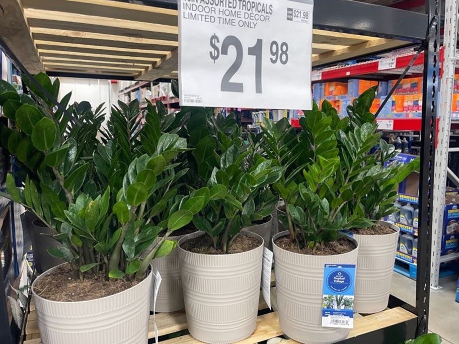 Close-up of ZZ plants in neutral-toned pots with upright glossy leaves, sitting on a warehouse shelf.