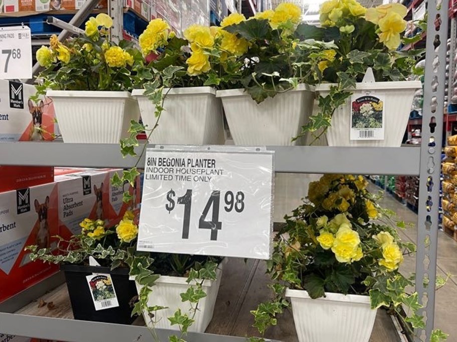 8-inch begonia planters with yellow flowers and trailing ivy in white and black containers, priced at $14.98 each