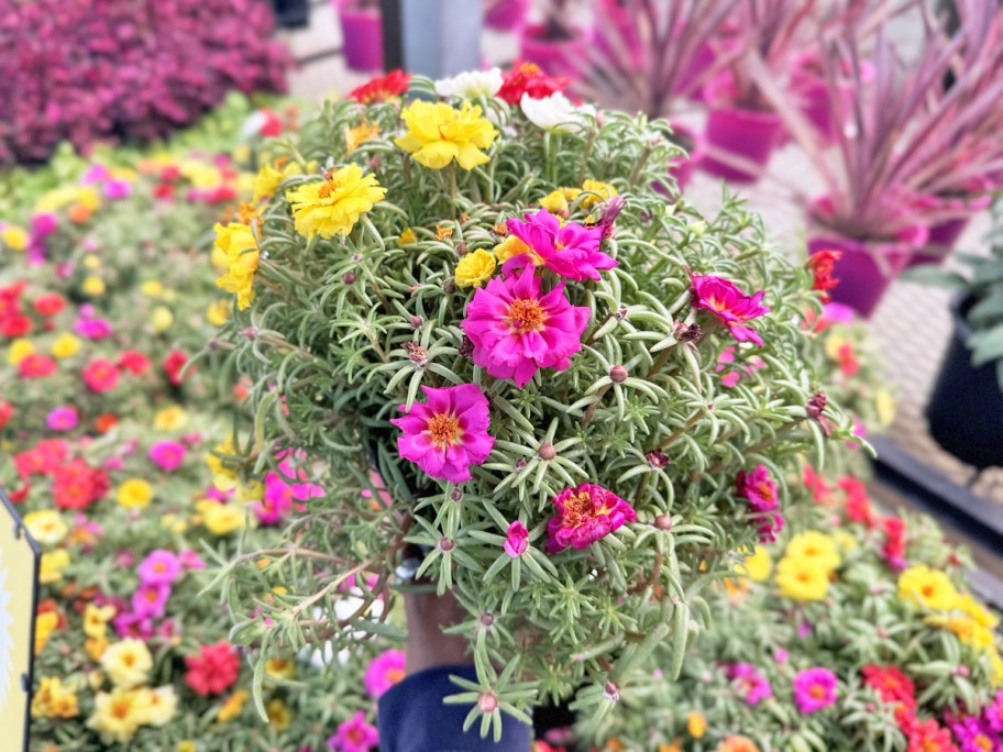 hang holding up colorful annual flowers