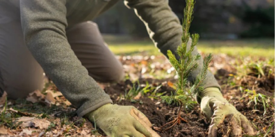 WOW! Get 10 Free Trees to Plant in Your Yard with $20 Arbor Day Foundation Donation
