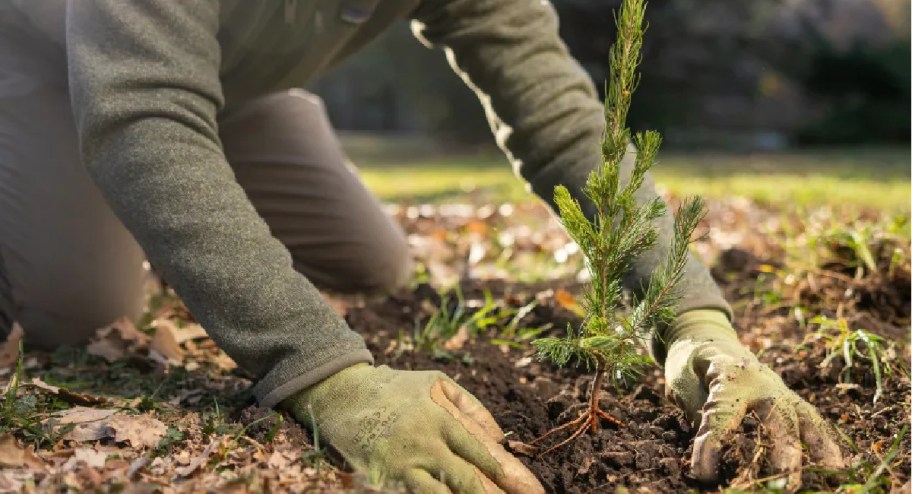 person planting a few tree in their yard