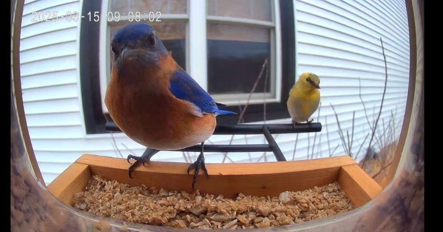 2 birds on a bird feeder