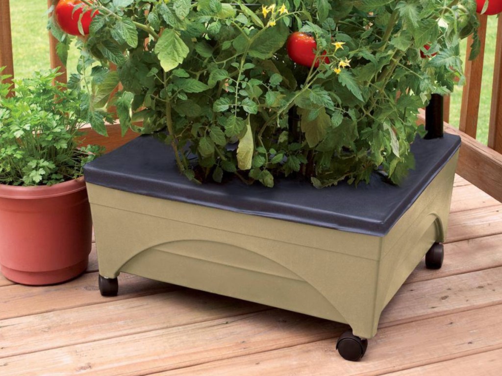Sandstone colored mobile garden bed on deck with tomato plant