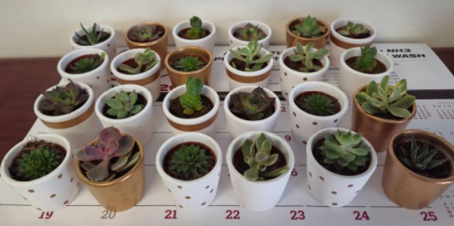 Up to 45% Off Live Plants on Lowes.com | Potted Succulents 24-Pack JUST $38.79 (Reg $72)