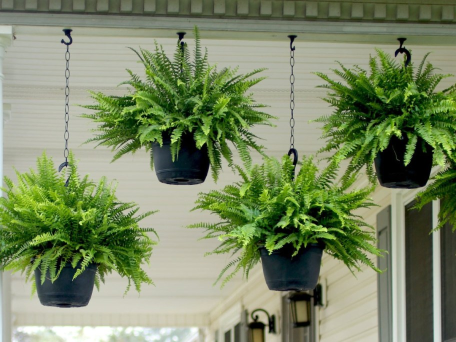 four hanging ferns displayed on a deck 