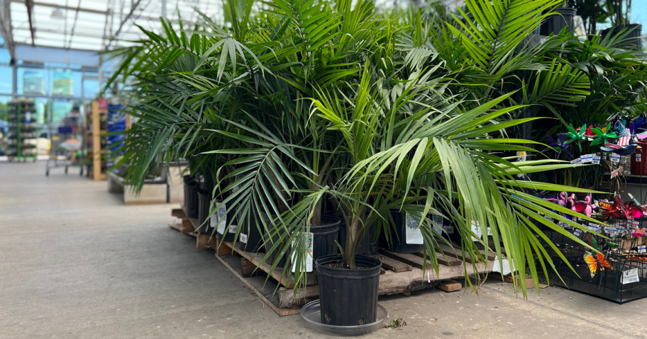 Majesty Palm at Lowe's