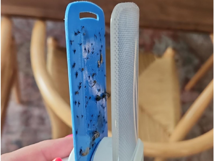 hand holding stem trap with bugs inside