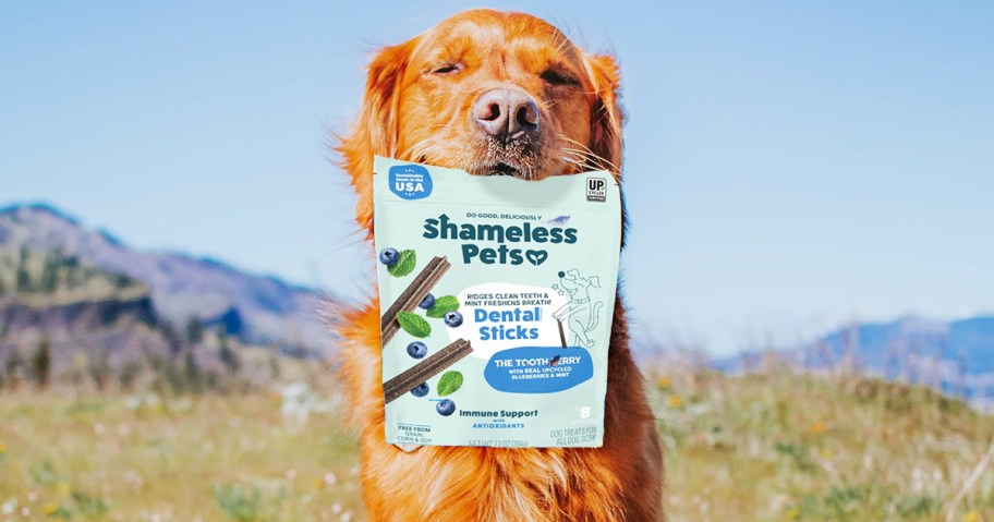 golden retriever holding a bag of Shameless Pets Dog Dental Sticks in its mouth