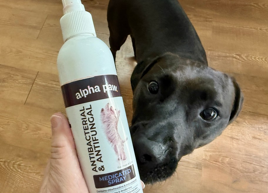 person holding a bottle of medicated dog itch spray next to a black dog