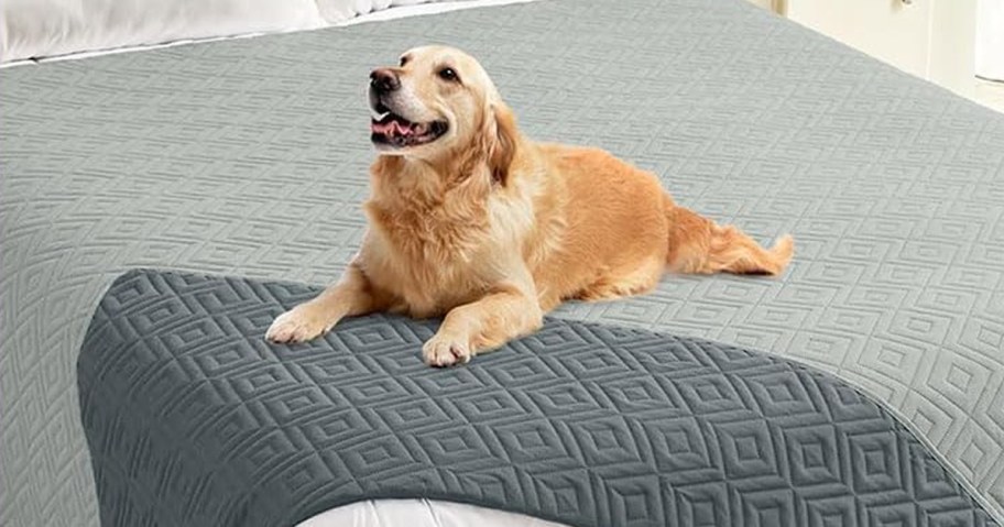 dog sitting on a waterproof blanket on a bed
