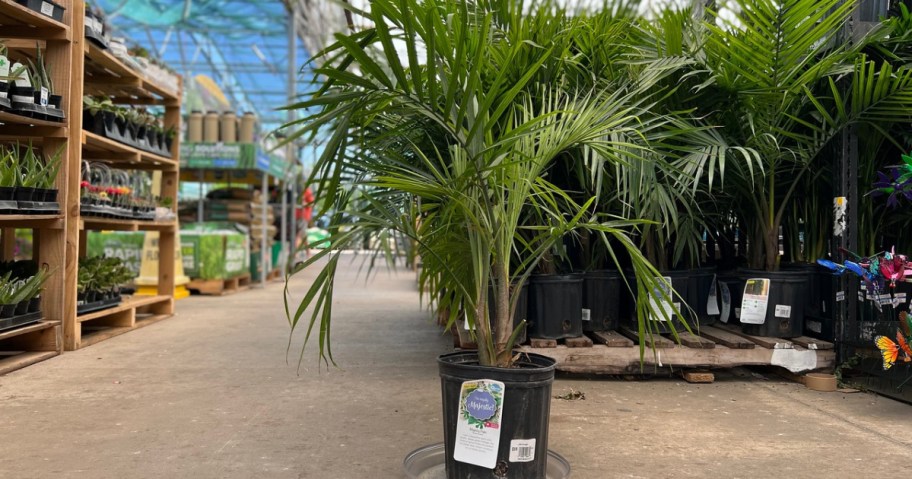 palm tree in a garden center