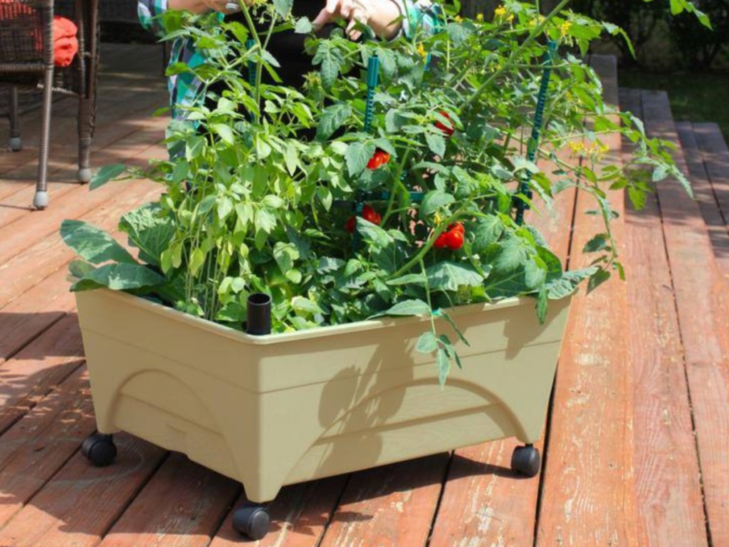 Mobile garden bed on deck filled with the different pla