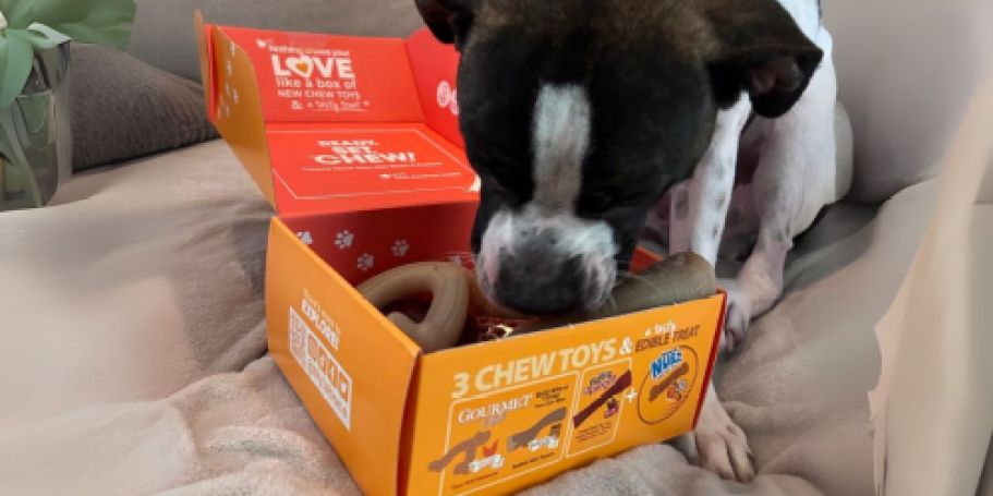 Nylabone Dog Gift Box Just $8 Shipped on Amazon (Reg. $19) | Includes 3 Toys & 1 Treat!
