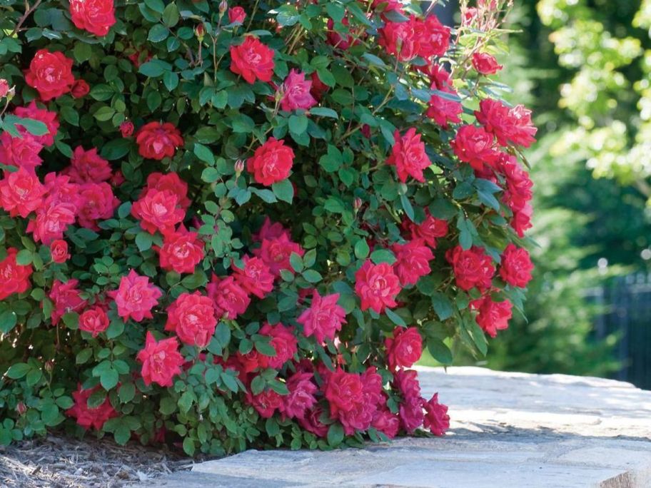 Knock Out 2-Gallon Red Double Rose Bush on ledge