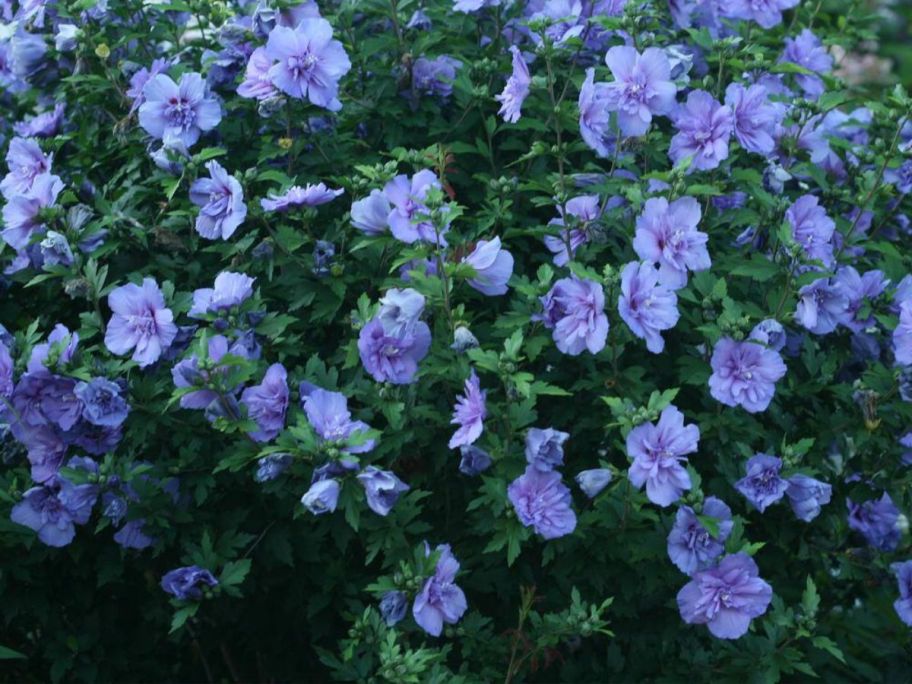blue Proven Winners 2-Gallon Chiffon Rose of Sharon Plant