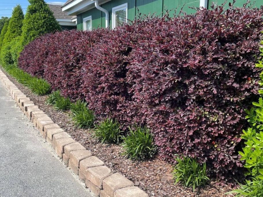 Southern Living 2-Gallon Red Diamond Loropetalum Shrubs along walkway