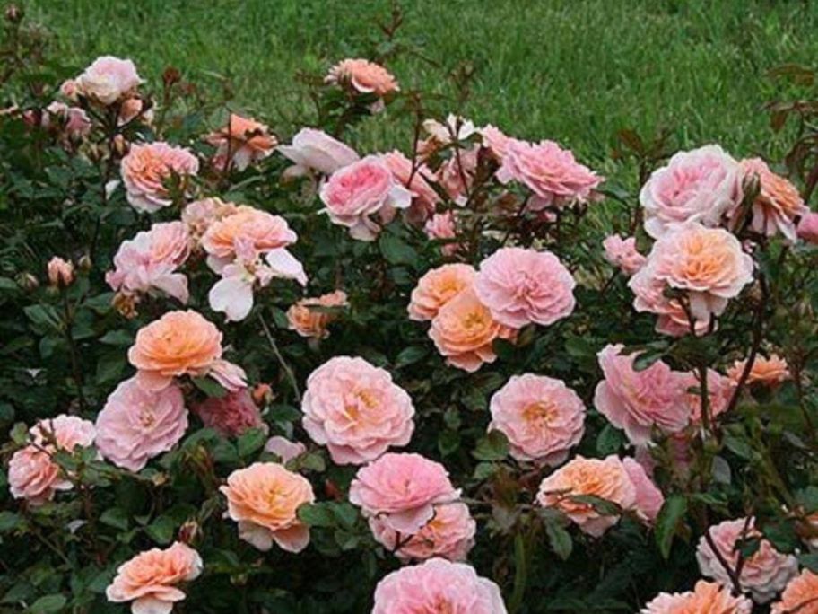 Drift 1-Gallon Apricot Drift Live Rose Bush along grassy area