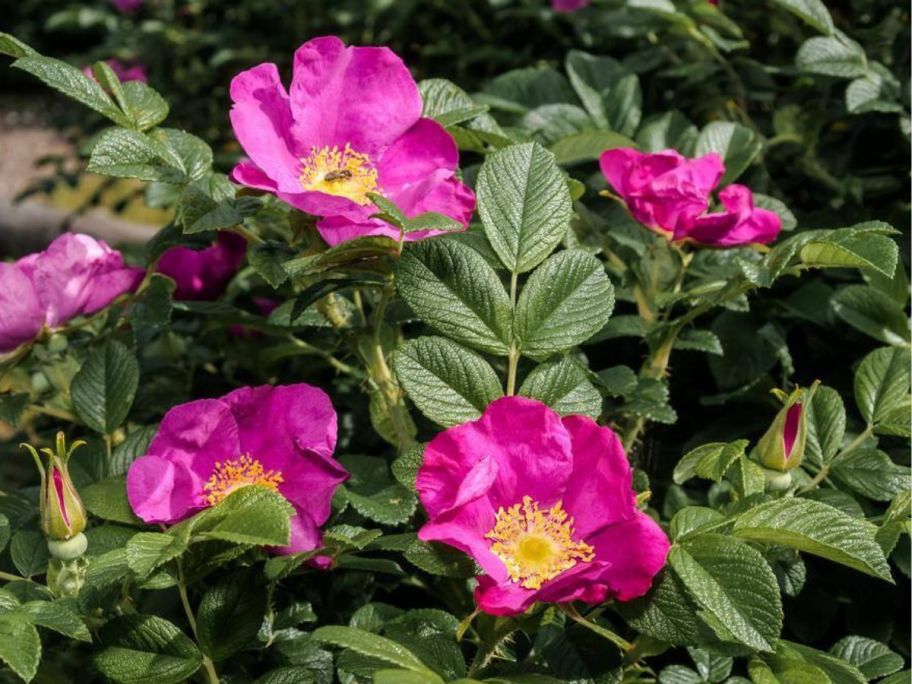 pink Bell Nursery 2-Gallon Japanese Rose Live Shrub