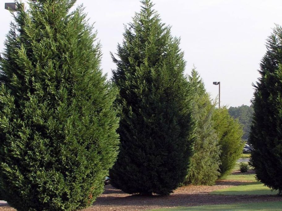 2.25-Gallon Leyland Cypress Evergreen Trees in a line
