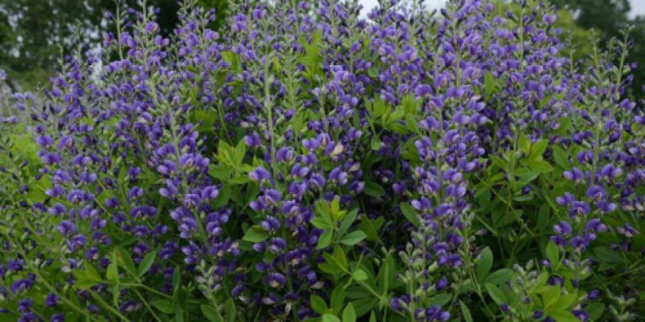 Home Depot Live Plants Sale + Free Shipping | Bushes & Shrubs from $23.97 Shipped