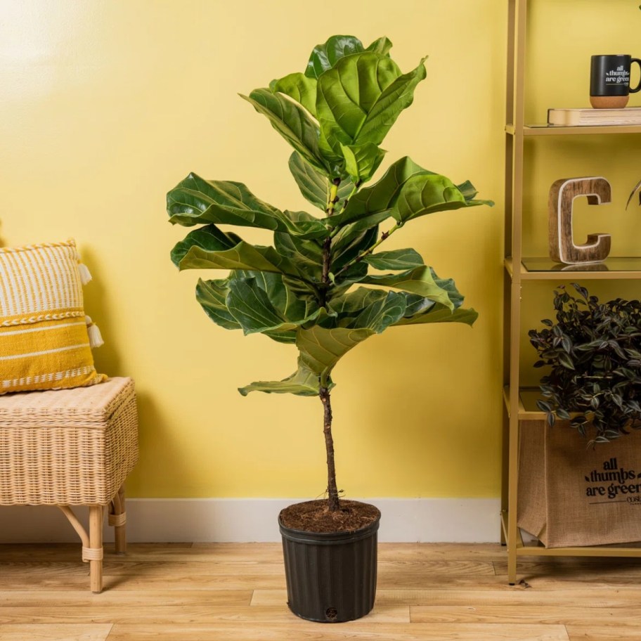 a large fiddle leaf plant in a black pot in a living room that has yellow walls