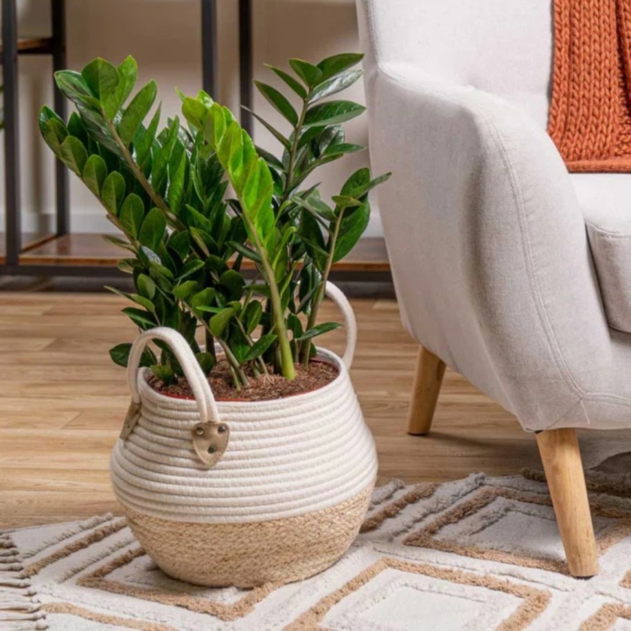 a large green plant in a woven basket in a living room