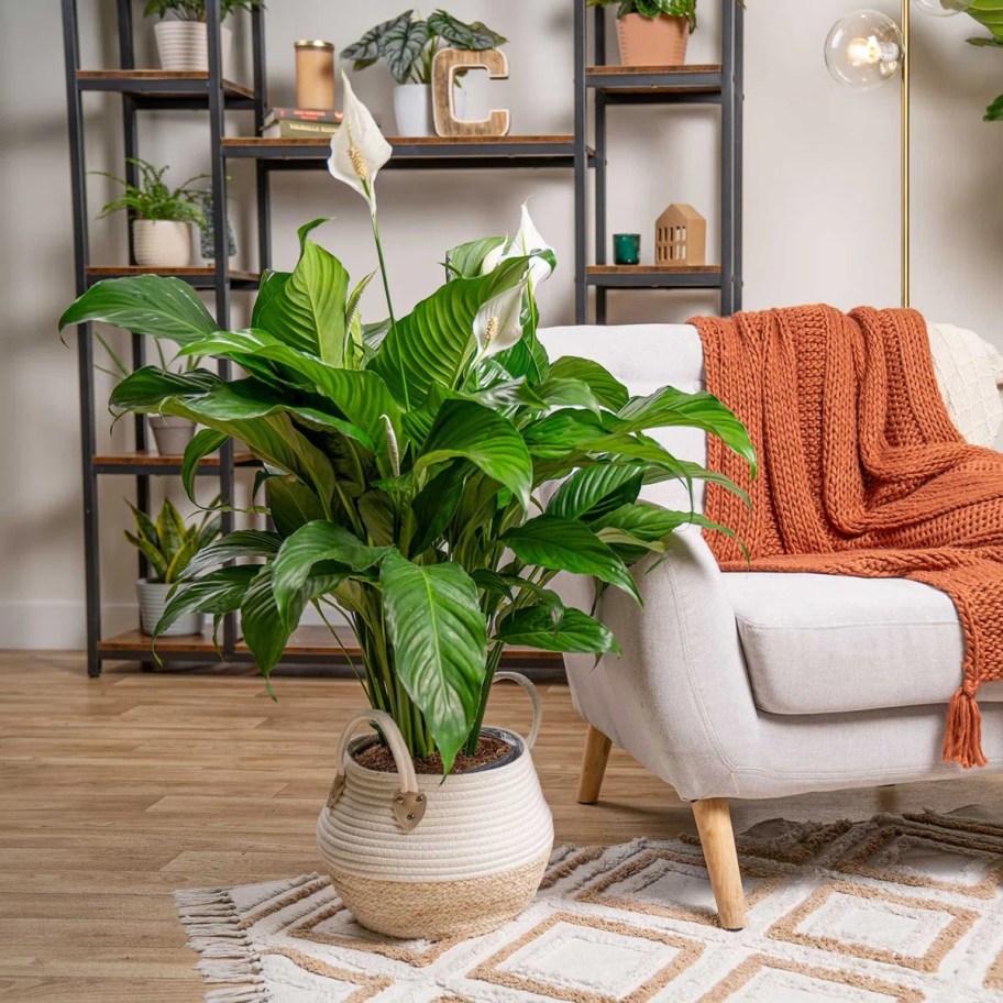 a large peace lily plant in a woven basket in a living room