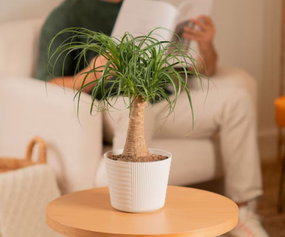 A man sitting in the background reading a book with a green plant is in the foreground