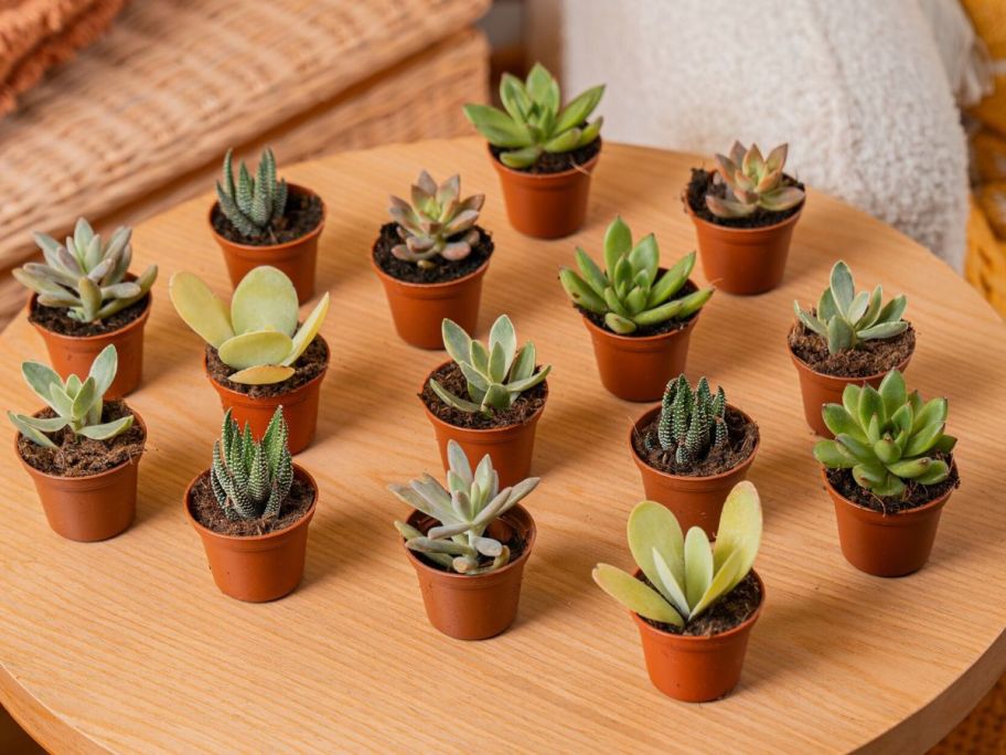 A table filled with tiny succulents in wee little pots