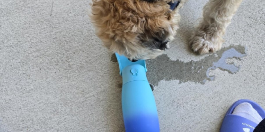 Dog Water Bottle Just $6 on Amazon (Reg. $20) | Perfect for Summer Outings