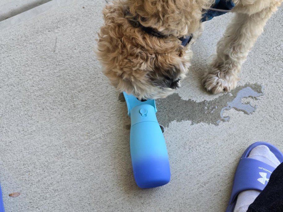 dog drinking out of blue on the go water bottle