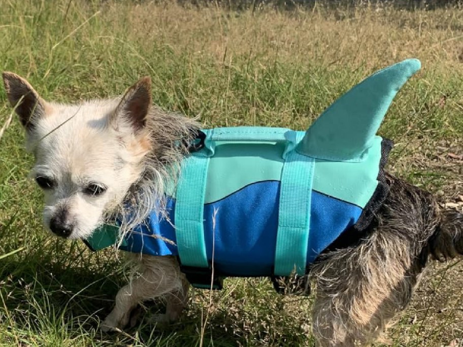 Dog walking on grass wearing a blue life jacket