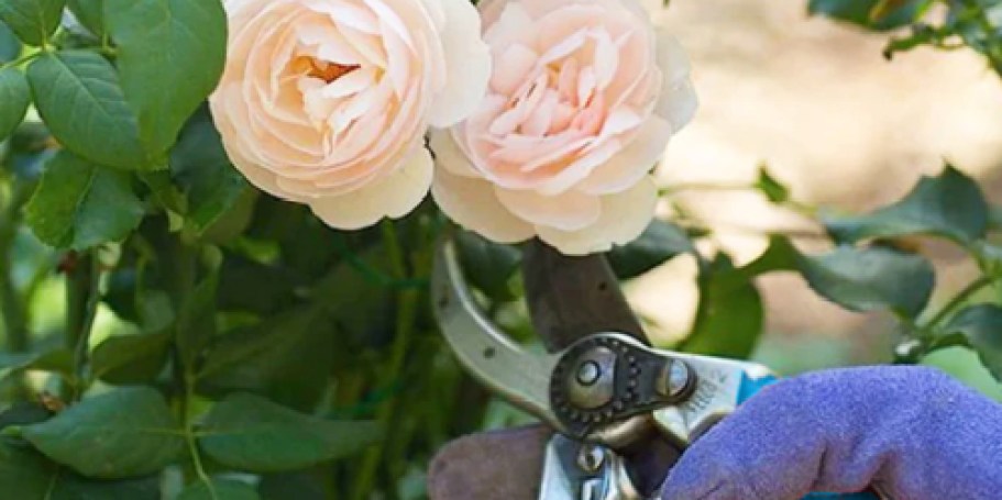 Set Your Alarm! Free Garden Snips at Lowe’s on 6/14