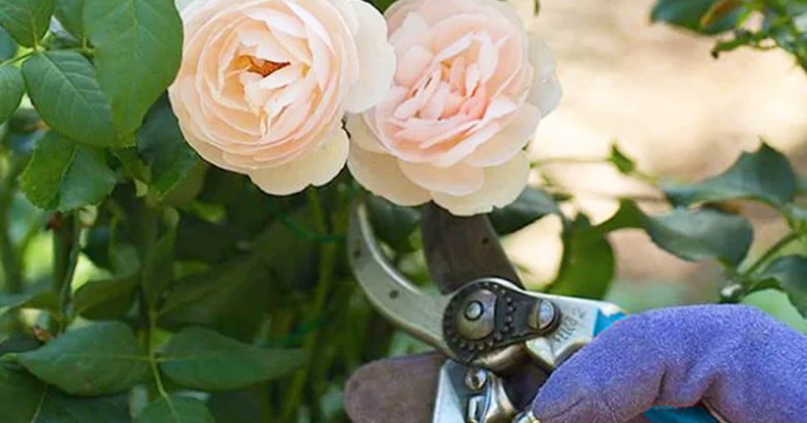 Set Your Alarm! Free Garden Snips at Lowe’s on 6/14